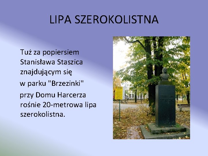LIPA SZEROKOLISTNA Tuż za popiersiem Stanisława Staszica znajdującym się w parku "Brzezinki" przy Domu