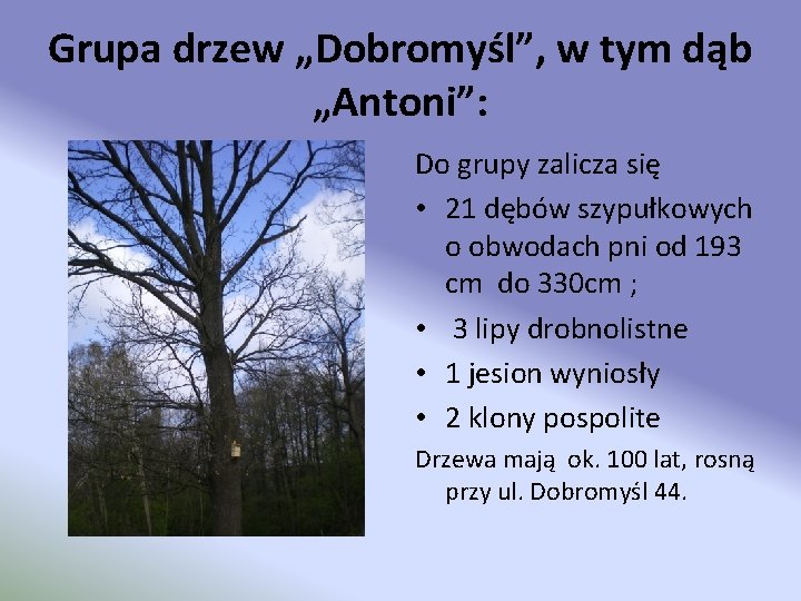Grupa drzew „Dobromyśl”, w tym dąb „Antoni”: Do grupy zalicza się • 21 dębów