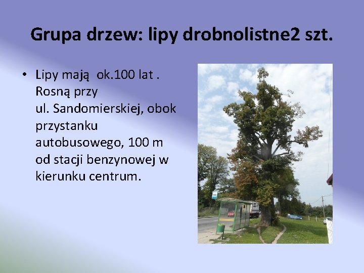 Grupa drzew: lipy drobnolistne 2 szt. • Lipy mają ok. 100 lat. Rosną przy