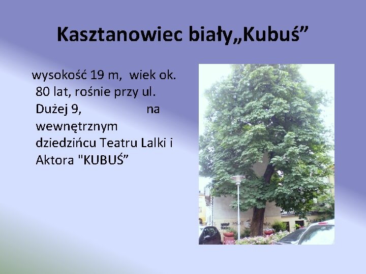 Kasztanowiec biały„Kubuś” wysokość 19 m, wiek ok. 80 lat, rośnie przy ul. Dużej 9,