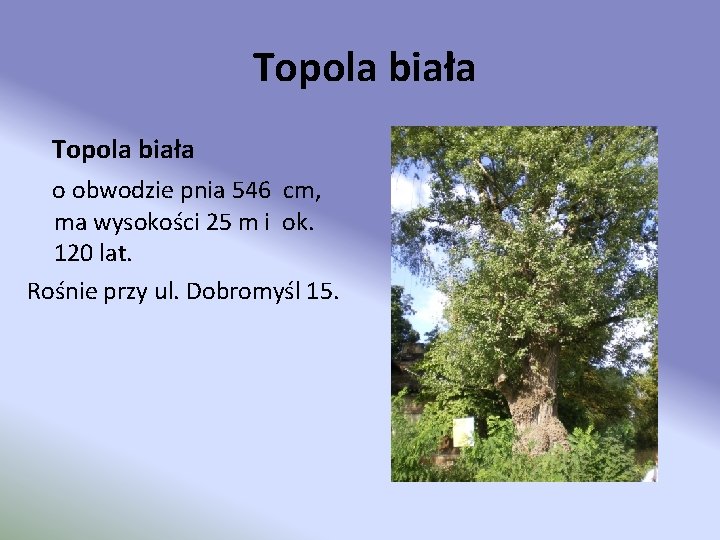 Topola biała o obwodzie pnia 546 cm, ma wysokości 25 m i ok. 120