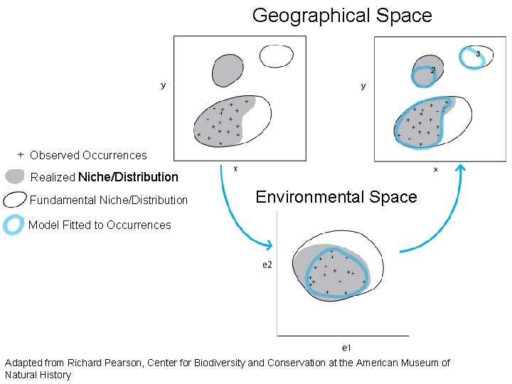 Geographical Space Observed Occurrences Realized Niche/Distribution Fundamental Niche/Distribution Environmental Space Model Fitted to Occurrences