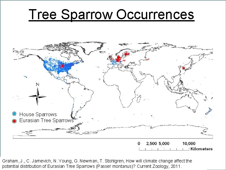 Tree Sparrow Occurrences House Sparrows Eurasian Tree Sparrows Graham, J. , C. Jarnevich, N.