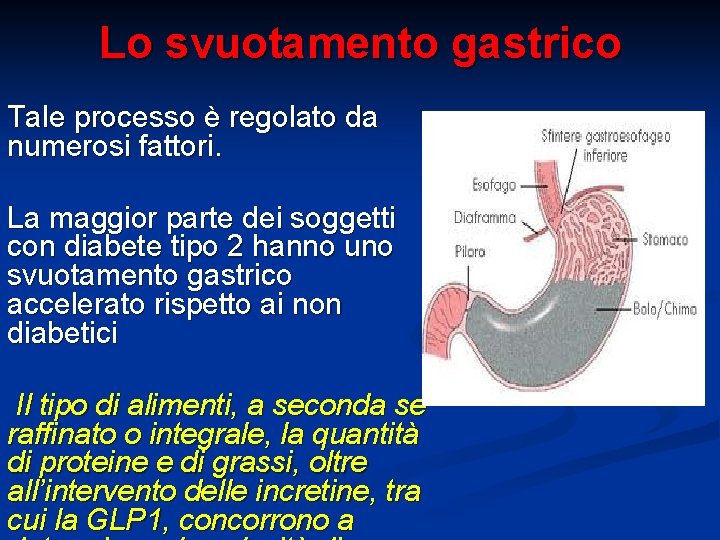 Lo svuotamento gastrico Tale processo è regolato da numerosi fattori. La maggior parte dei