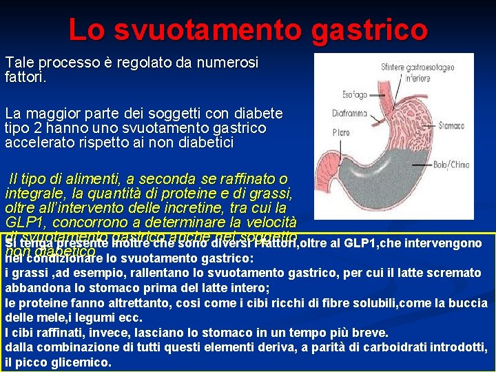 Lo svuotamento gastrico Tale processo è regolato da numerosi fattori. La maggior parte dei