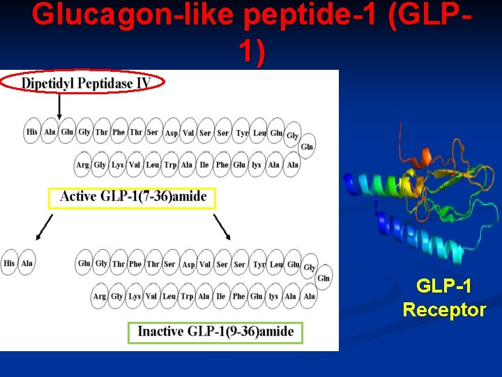 Glucagon-like peptide-1 (GLP 1) GLP-1 Receptor 