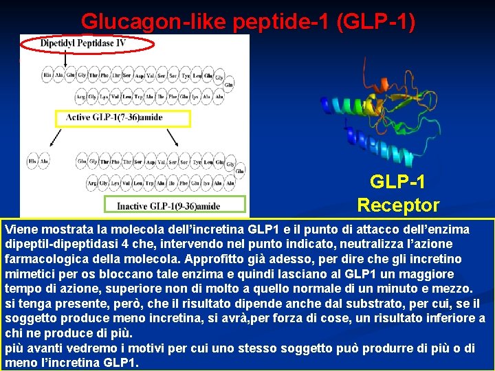 Glucagon-like peptide-1 (GLP-1) GLP-1 Receptor Viene mostrata la molecola dell’incretina GLP 1 e il