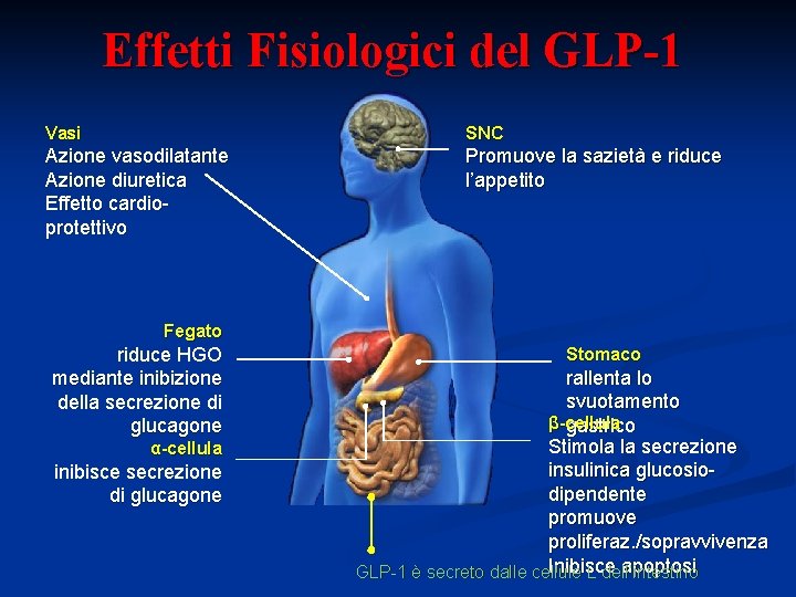 Effetti Fisiologici del GLP-1 Vasi SNC Azione vasodilatante Azione diuretica Effetto cardioprotettivo Promuove la