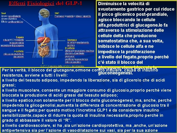 Diminuisce la velocità di svuotamento gastrico per cui riduce il picco glicemico post-prandiale, agisce