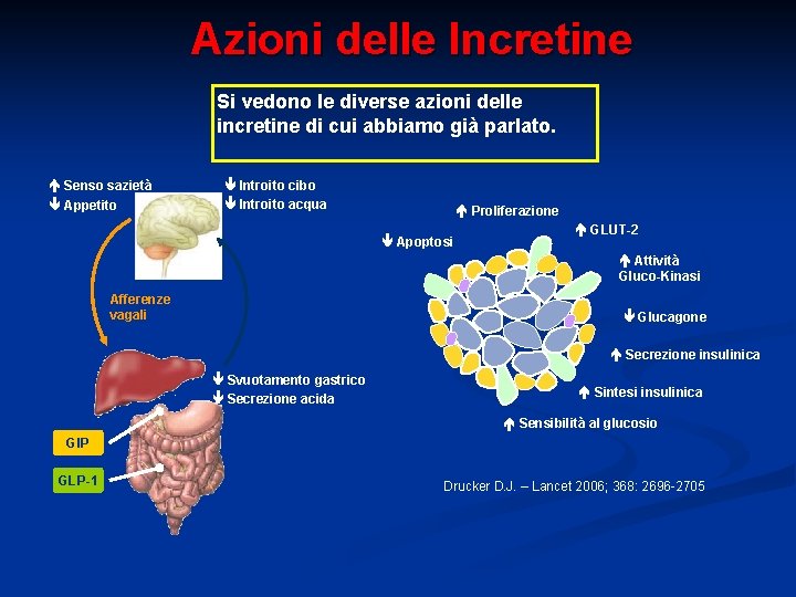 Azioni delle Incretine Si vedono le diverse azioni delle incretine di cui abbiamo già