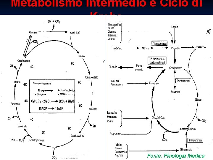 Metabolismo Intermedio e Ciclo di Krebs Fonte: Fisiologia Medica 