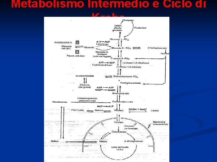 Metabolismo Intermedio e Ciclo di Krebs Fonte: Fisiologia Medica 