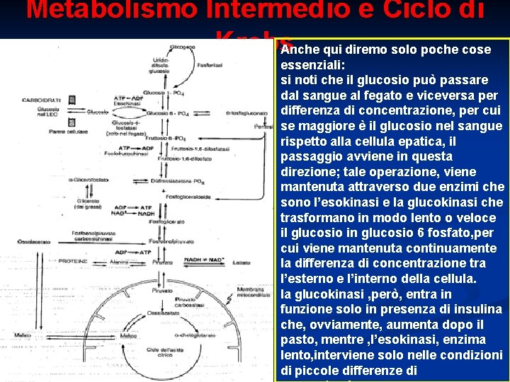 Metabolismo Intermedio e Ciclo di Krebs Anche qui diremo solo poche cose Fonte: Fisiologia