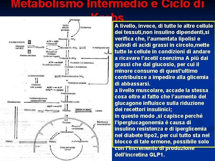 Metabolismo Intermedio e Ciclo di Krebs A livello, invece, di tutte le altre cellule