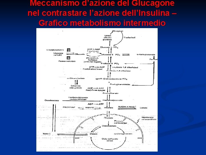 Meccanismo d’azione del Glucagone nel contrastare l’azione dell’Insulina – Grafico metabolismo intermedio 