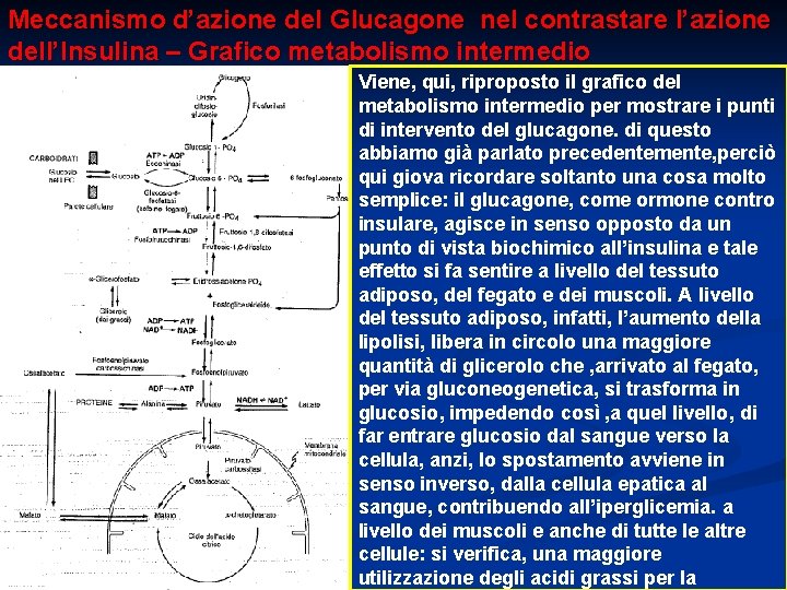 Meccanismo d’azione del Glucagone nel contrastare l’azione dell’Insulina – Grafico metabolismo intermedio Viene, qui,