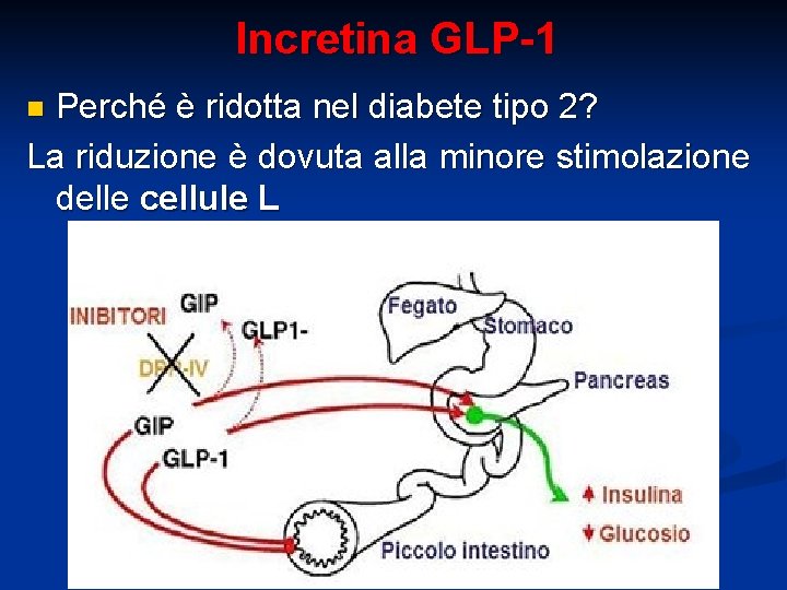 Incretina GLP-1 Perché è ridotta nel diabete tipo 2? La riduzione è dovuta alla