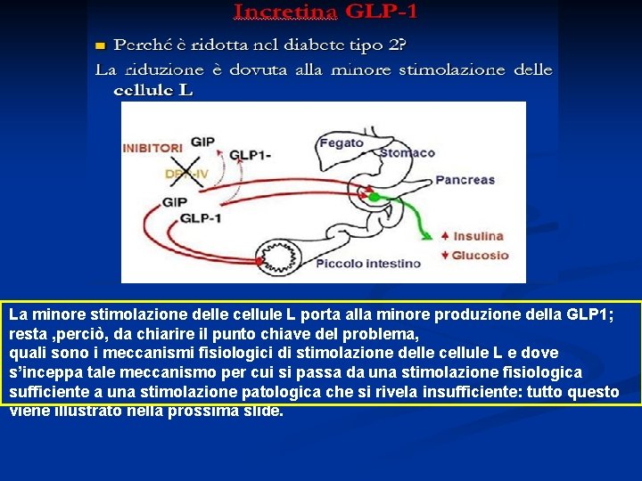 La minore stimolazione delle cellule L porta alla minore produzione della GLP 1; resta