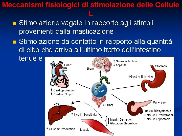 Meccanismi fisiologici di stimolazione delle Cellule L n Stimolazione vagale In rapporto agli stimoli