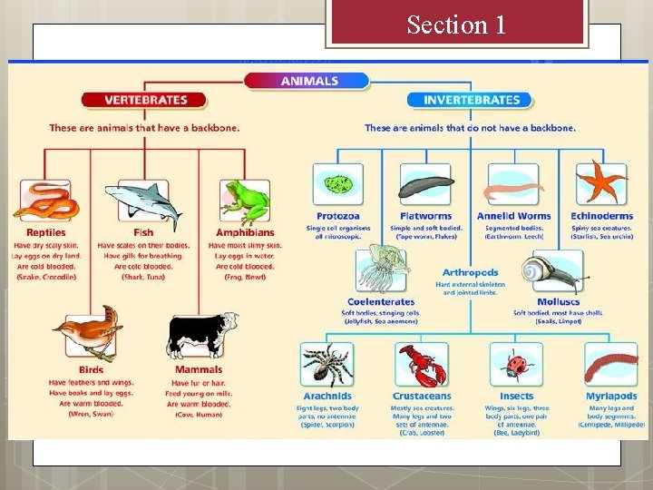 Section 1 