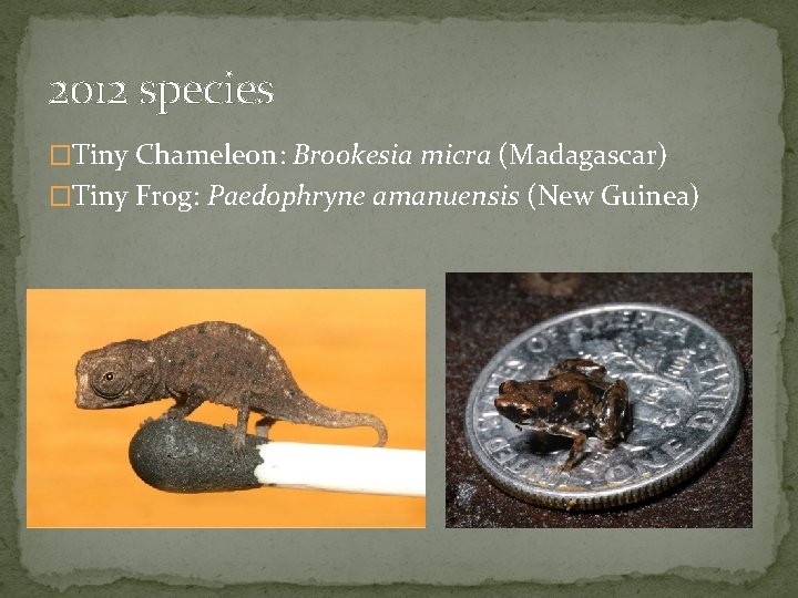 2012 species �Tiny Chameleon: Brookesia micra (Madagascar) �Tiny Frog: Paedophryne amanuensis (New Guinea) 