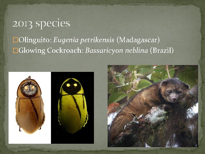 2013 species �Olinguito: Eugenia petrikensis (Madagascar) �Glowing Cockroach: Bassaricyon neblina (Brazil) 