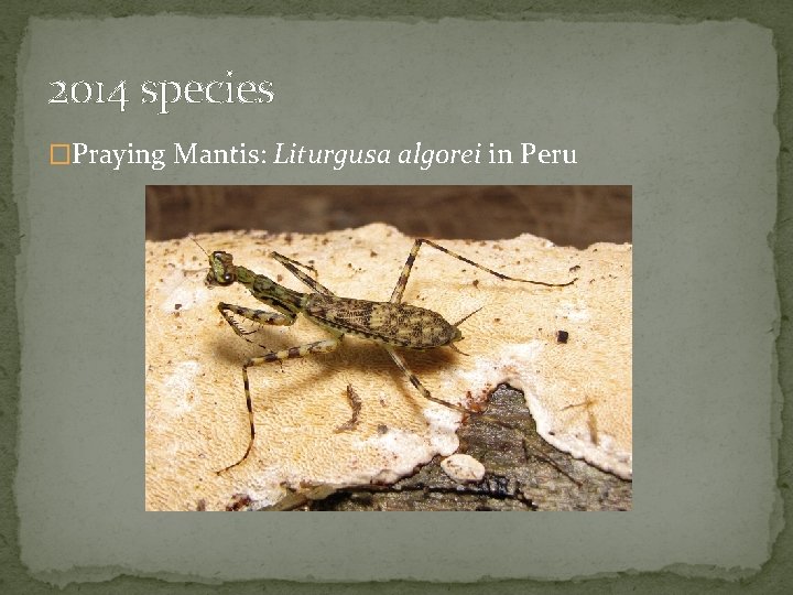 2014 species �Praying Mantis: Liturgusa algorei in Peru 