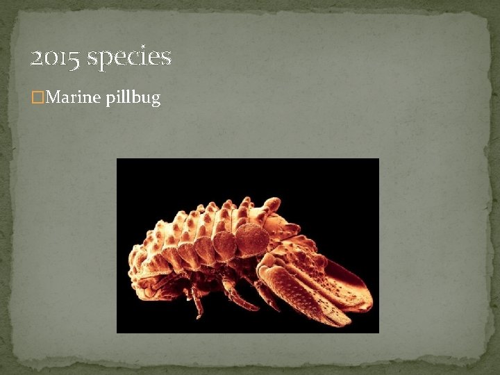 2015 species �Marine pillbug 