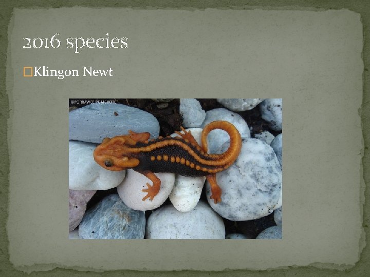 2016 species �Klingon Newt 