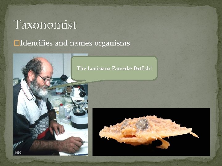 Taxonomist �Identifies and names organisms The Louisiana Pancake Batfish! 