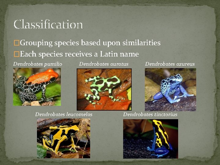 Classification �Grouping species based upon similarities �Each species receives a Latin name Dendrobates pumilio