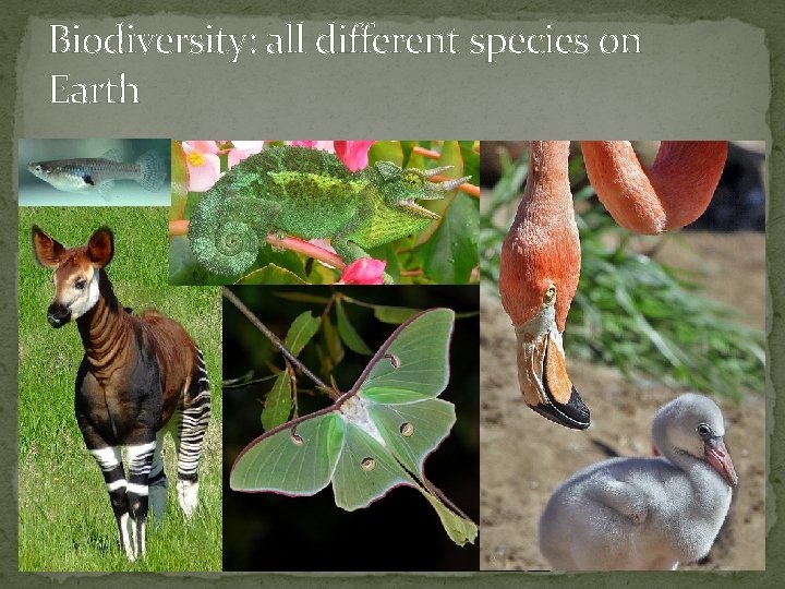 Biodiversity: all different species on Earth 