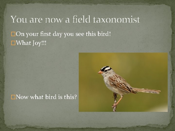 You are now a field taxonomist �On your first day you see this bird!