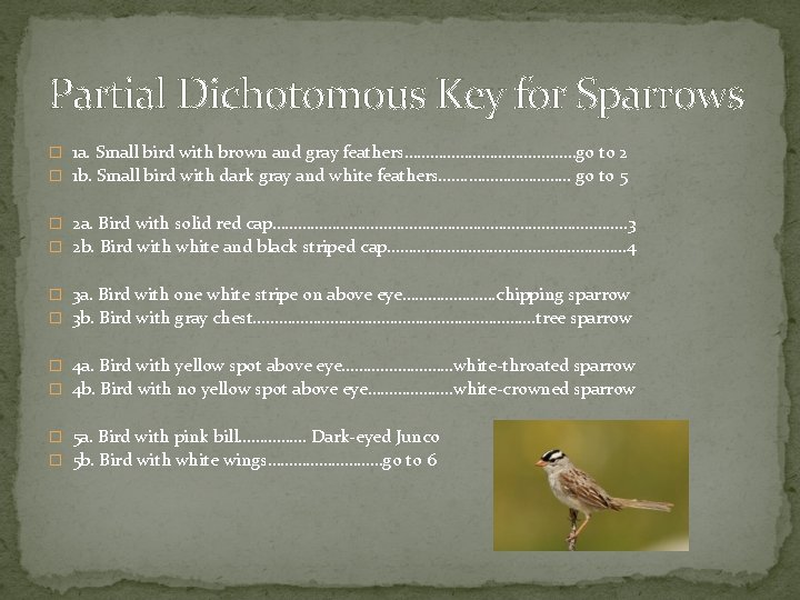 Partial Dichotomous Key for Sparrows � 1 a. Small bird with brown and gray