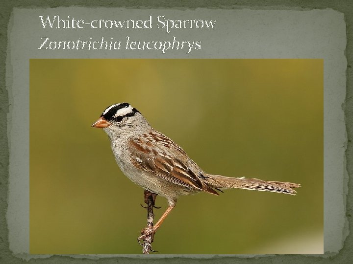 White-crowned Sparrow Zonotrichia leucophrys 