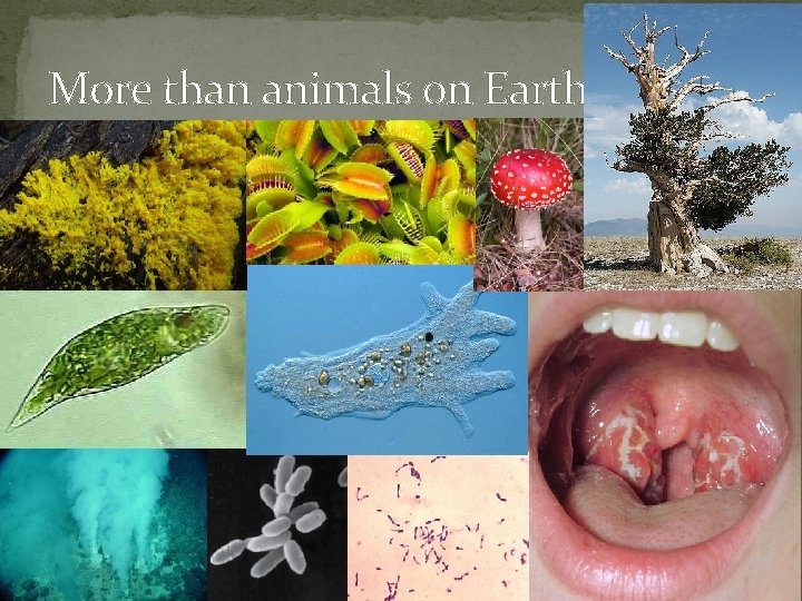 More than animals on Earth 