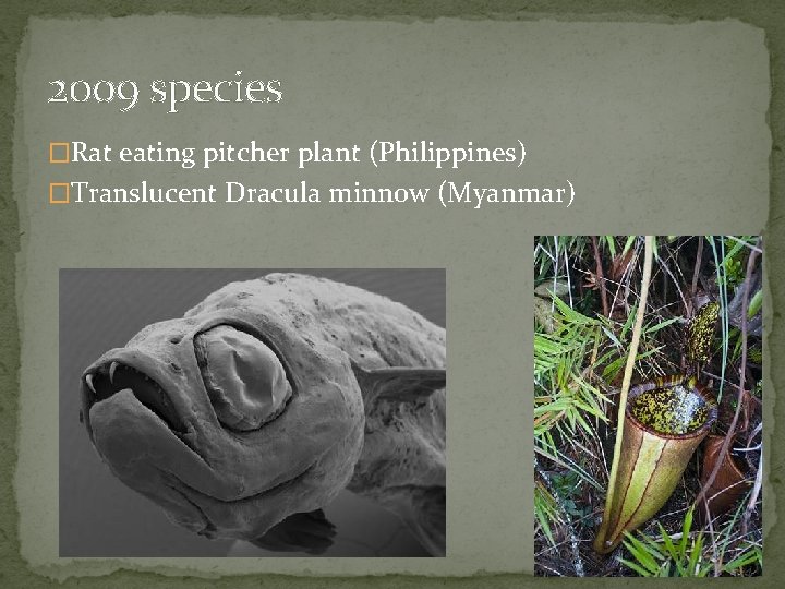 2009 species �Rat eating pitcher plant (Philippines) �Translucent Dracula minnow (Myanmar) 