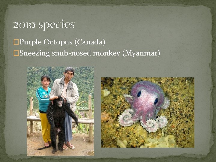 2010 species �Purple Octopus (Canada) �Sneezing snub-nosed monkey (Myanmar) 