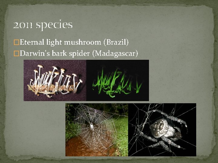 2011 species �Eternal light mushroom (Brazil) �Darwin’s bark spider (Madagascar) 