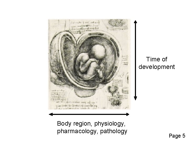 Time of development Body region, physiology, pharmacology, pathology Page 5 