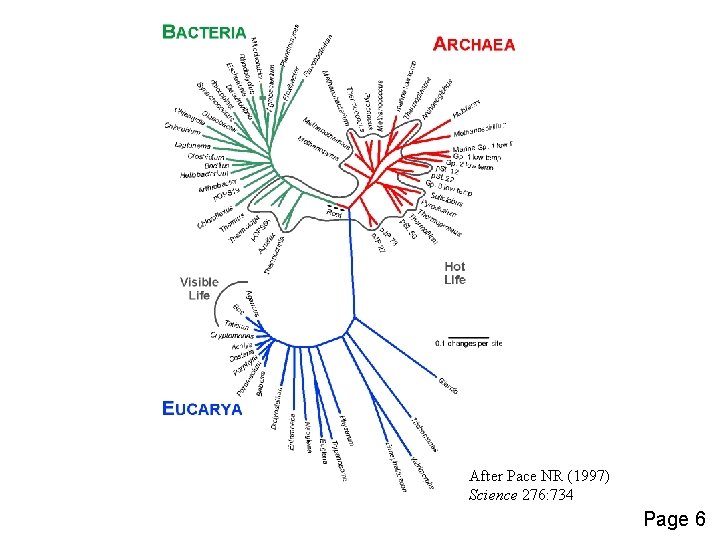 After Pace NR (1997) Science 276: 734 Page 6 