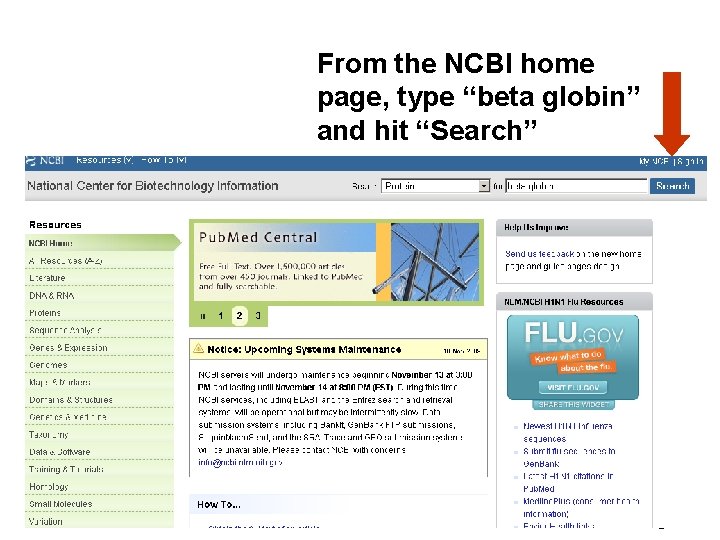 From the NCBI home page, type “beta globin” and hit “Search” Fig. 2. 5
