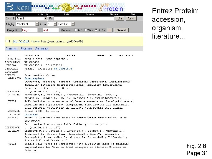Entrez Protein: accession, organism, literature… Fig. 2. 8 Page 31 