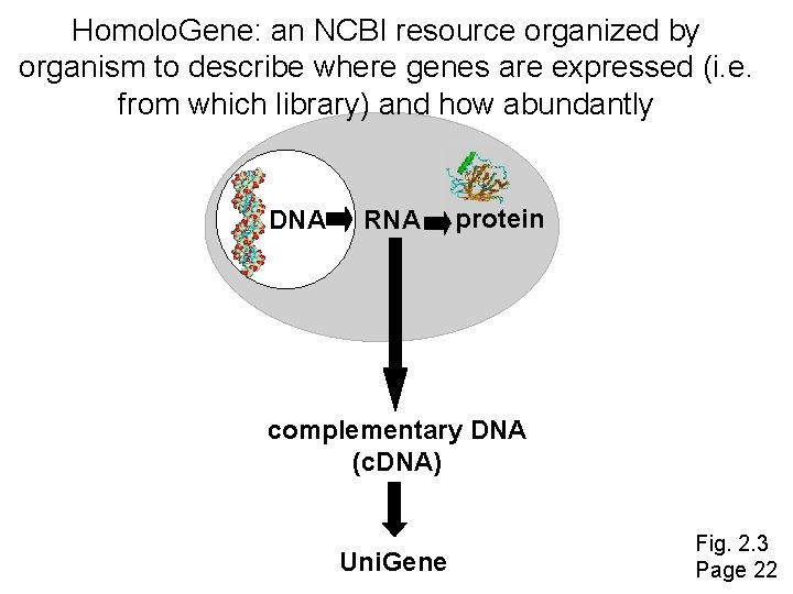 Homolo. Gene: an NCBI resource organized by organism to describe where genes are expressed