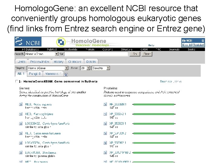 Homologo. Gene: an excellent NCBI resource that conveniently groups homologous eukaryotic genes (find links