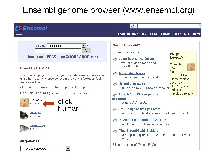 Ensembl genome browser (www. ensembl. org) click human 