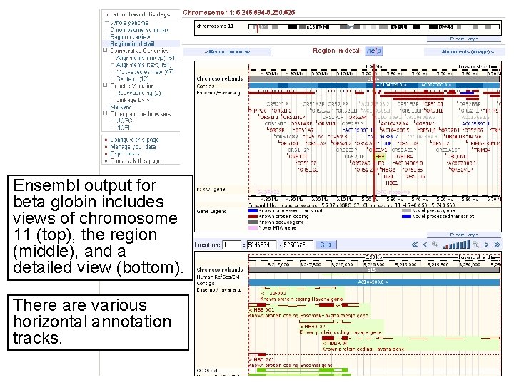 Ensembl output for beta globin includes views of chromosome 11 (top), the region (middle),