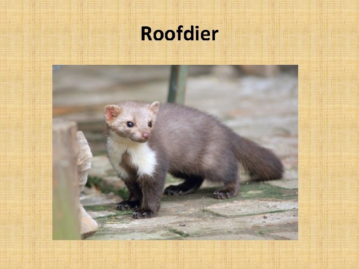 Roofdier 