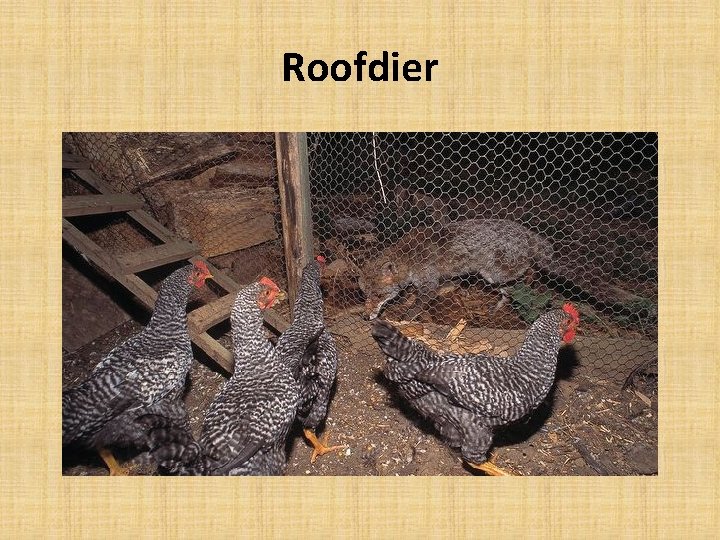 Roofdier 