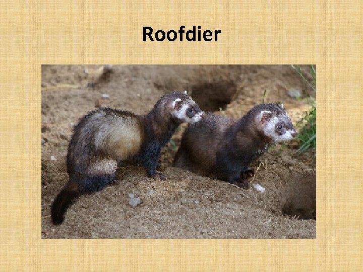 Roofdier 